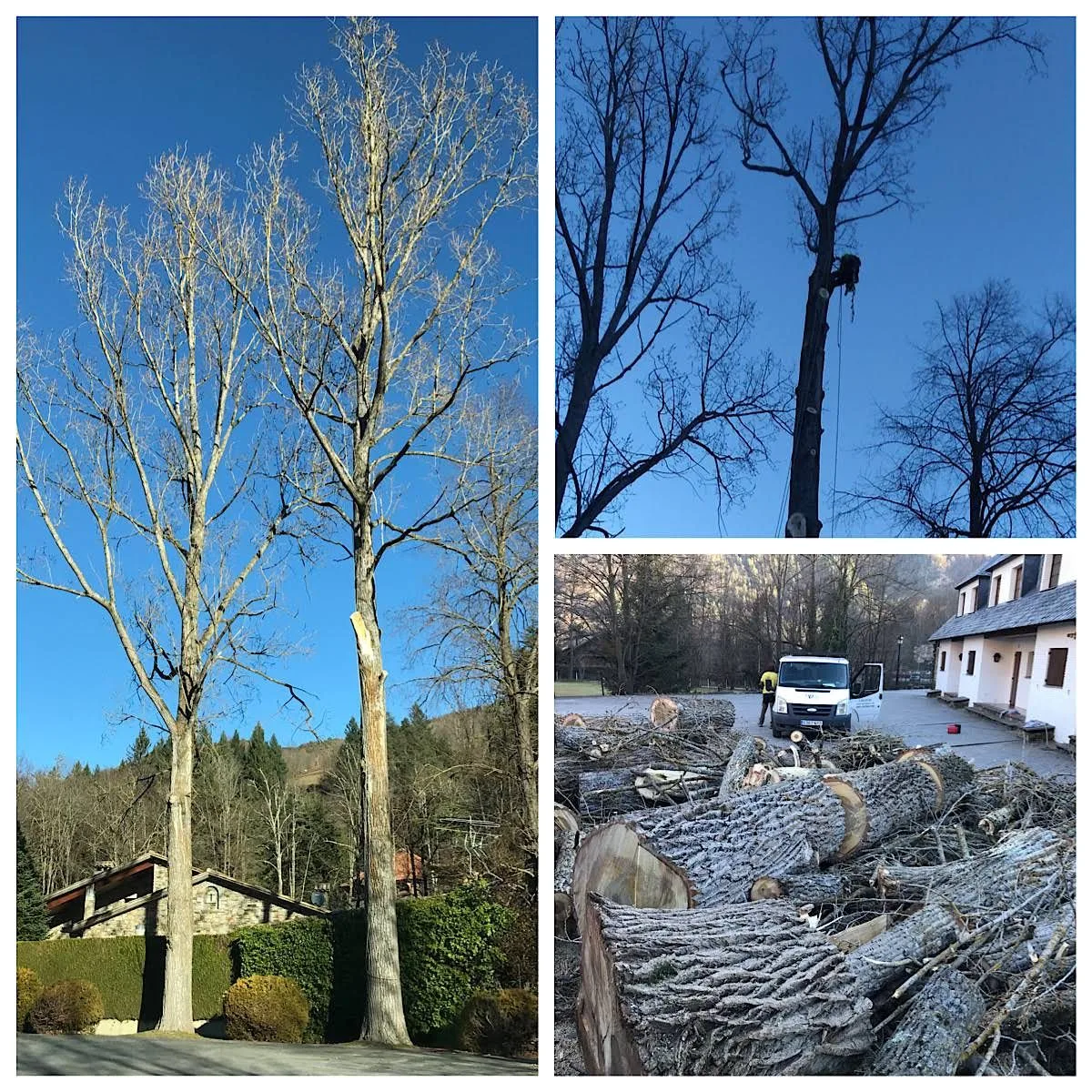 Arborista realizando poda en altura mediante trepa en Girona - Arbotrep