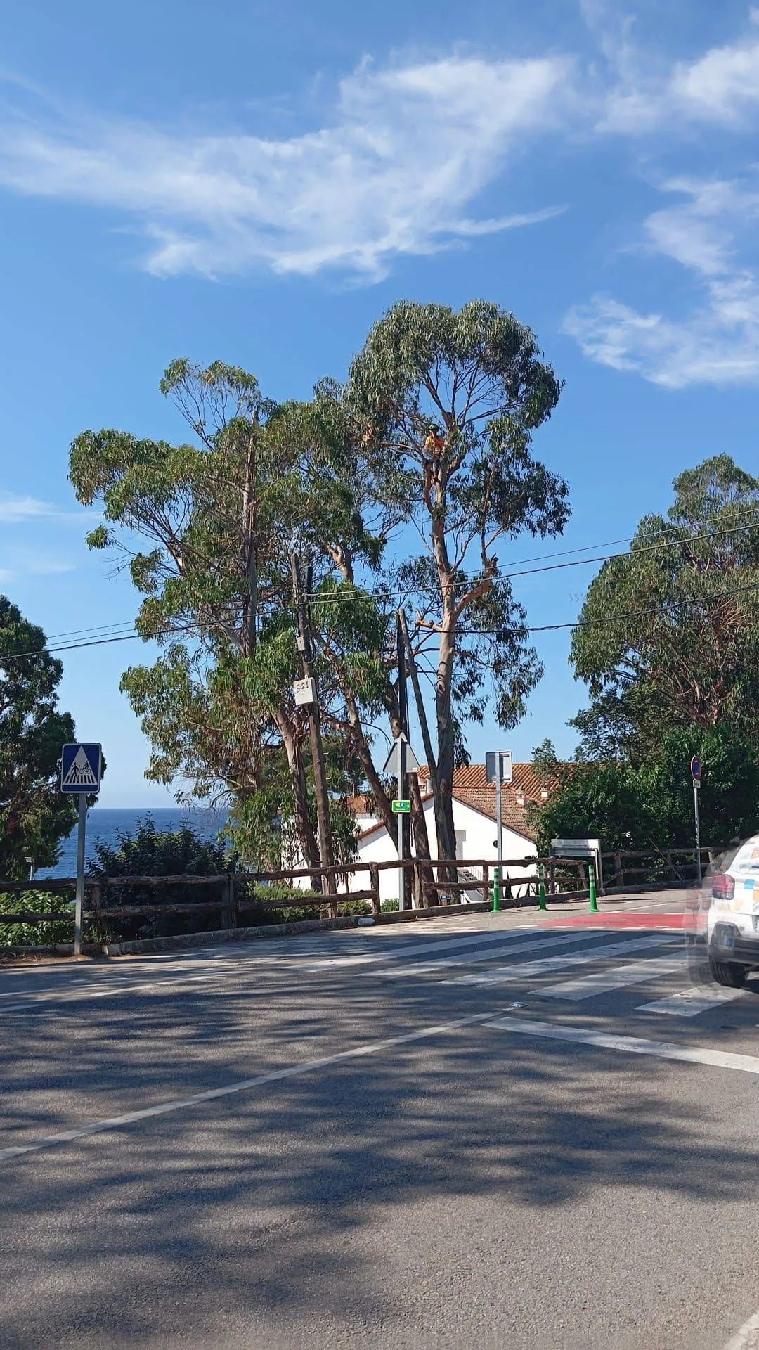 Arborista trepador trabajando con cuerdas en Girona