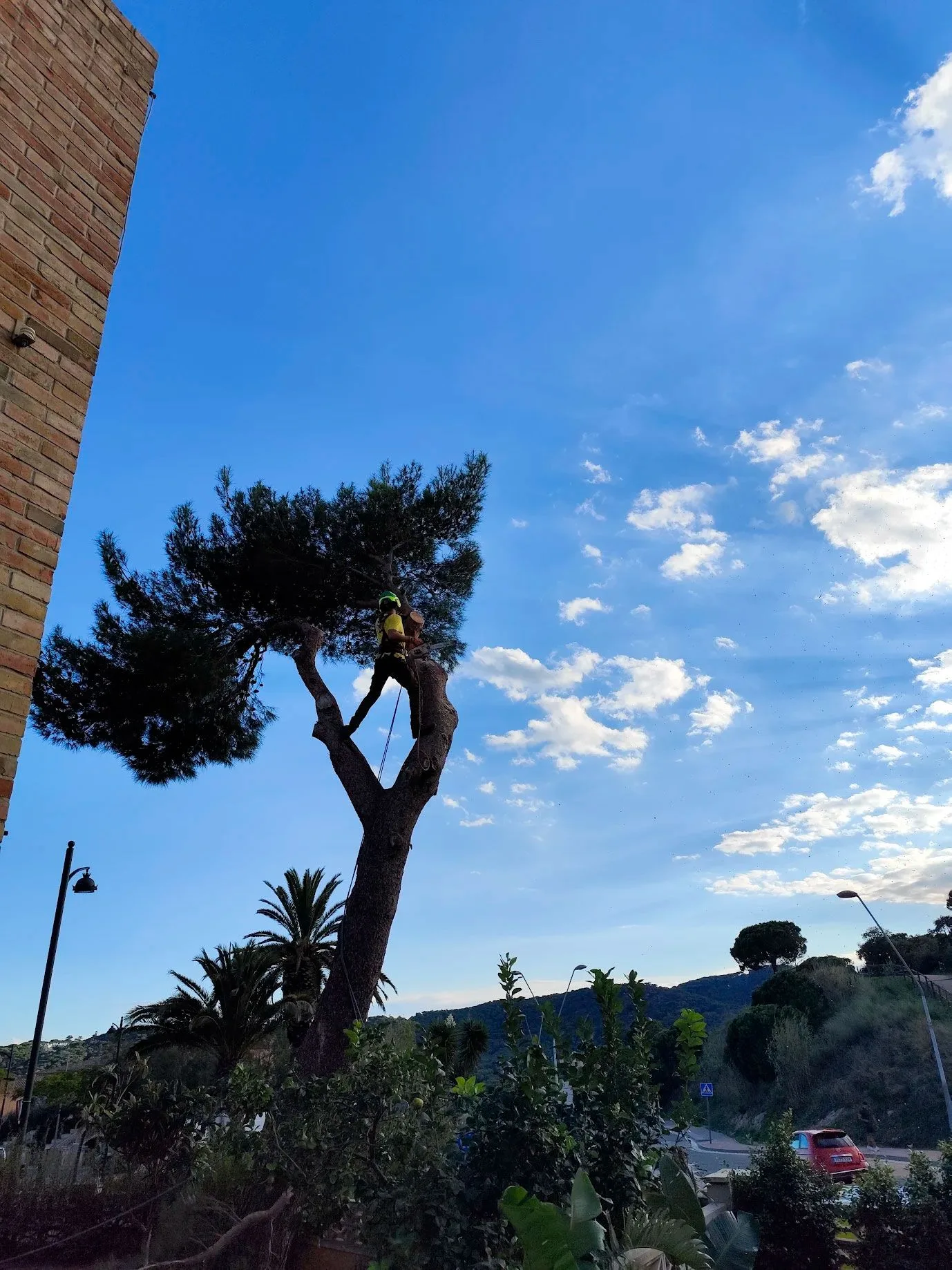 Poda de Árboles Altos y Grandes Ejemplares en Girona - Arbotrep