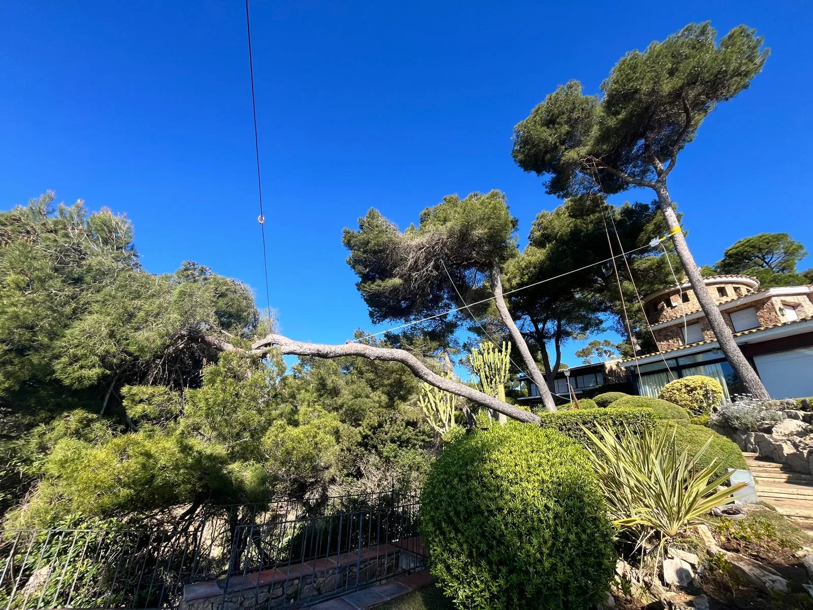 Poda y tala de pinos en Girona y Costa Brava