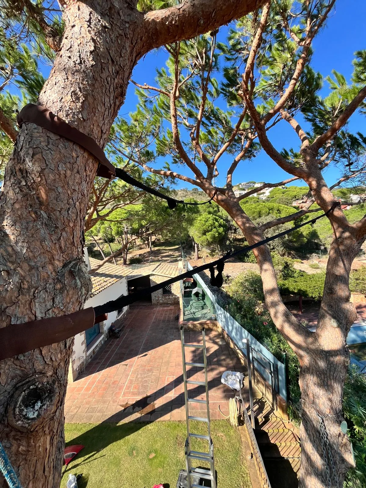 Tala controlada de pino de gran porte sobre vivienda en Platja d'Aro y S'Agaró